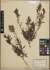 Foto von Salix purpurea L.